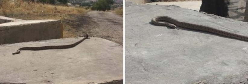 بالأفاعي والمرايا الحارقة يقاوم الفلسطينيون