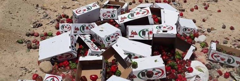 بالصور: اتلاف 714 كغم فلفل حلو مجهول المصدر في أريحا