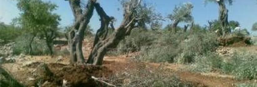 المستوطنون يجرفون أراض في قريوت جنوب نابلس