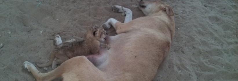 في غزة: كلبة ترضع أسود صغار...حين هجرتهم أمهم دون سبب !!