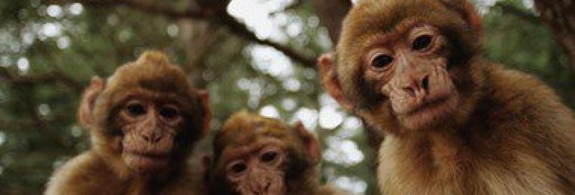 بريطانية تحرر محضرا ضد قردة تحرشوا بها