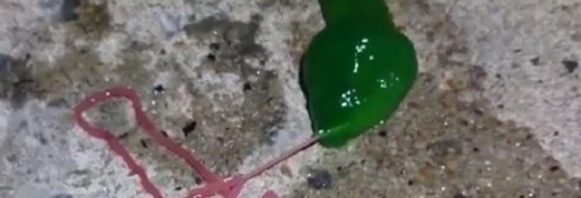 فيديو.. كائن غريب أخضر اللون يرعب سكان تايوان