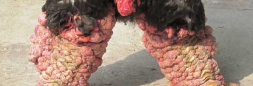 وجبة أقدام دجاج بـ 286 دولار في فيتنام!