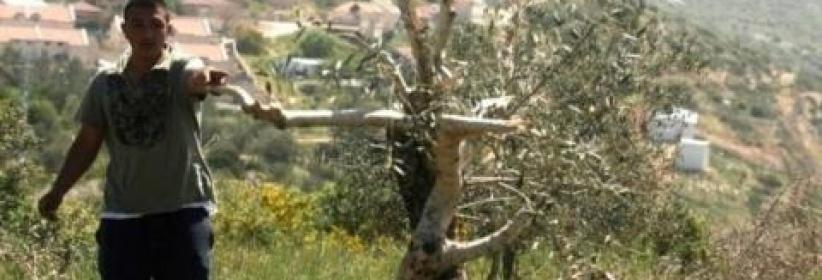 الاحتلال يقتلع غراس زيتون غرب بيت لحم