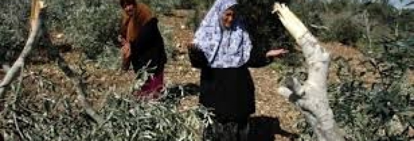 مستوطنون يقتلعون 80 شجرة زيتون في سلفيت