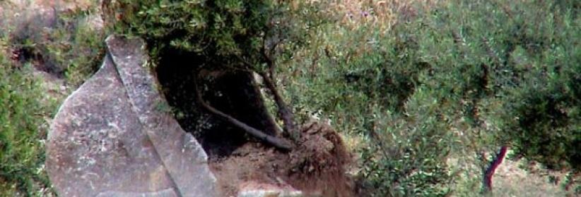 الاحتلال يجرف طريقا زراعية شرق سلفيت