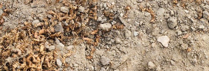 الدنمارك...علماء الآثار يعثرون على 2000 لولب غامض من الذهب