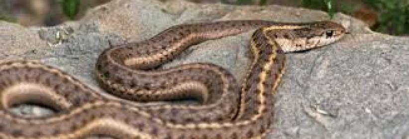 أفعى في الكنيست الإسرائيلي