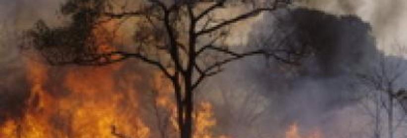 حريق يلتهم أشجارا حرجية في بيت ساحور