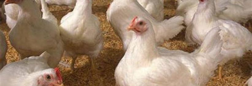إسرائيل: مليون دجاجة مصابة بفيروس سلامونيا