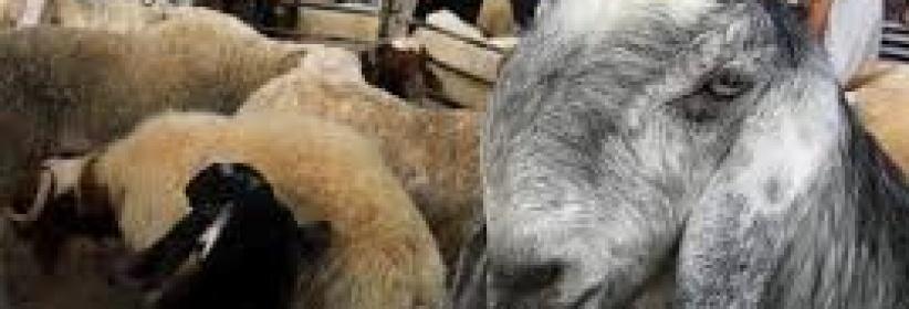 المفتي العام يؤكد جواز التضحية بالأنعام المسمنة