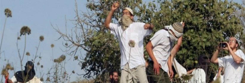 مستوطنون يهاجمون مواطنين وسط الخليل ومحاولة خطف طفل عند بيت أمر