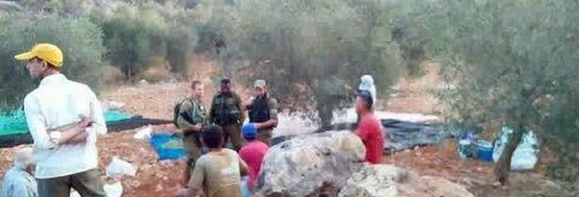 قوات الاحتلال تمنع قطف ثمار الزيتون شرق قلقيلية