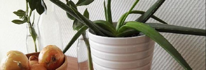 نباتات ضرورية في غرفة النوم لمحاربة نزلات البرد!