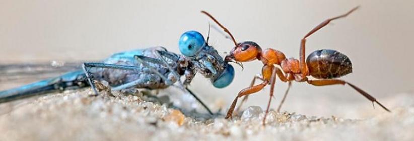 تراجع أعداد الحشرات يهدد الحياة على الأرض