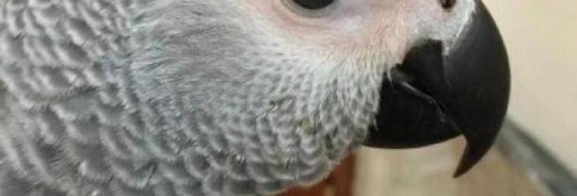 ببغاء ينطق 3 سور قرآنية و350 كلمة مختلفة