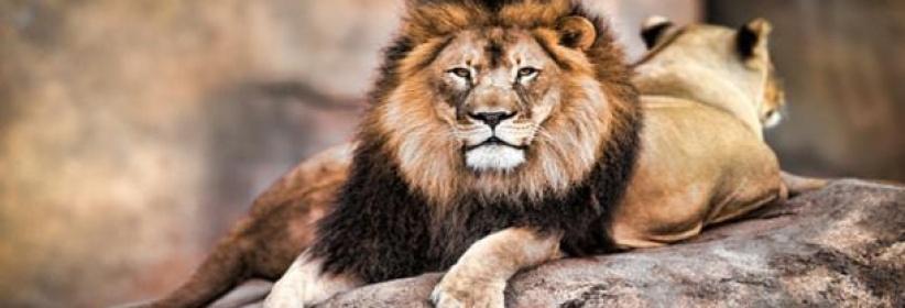 ثلاثة أسود تنقذ فتاة من خاطفيها... إليك الحكاية