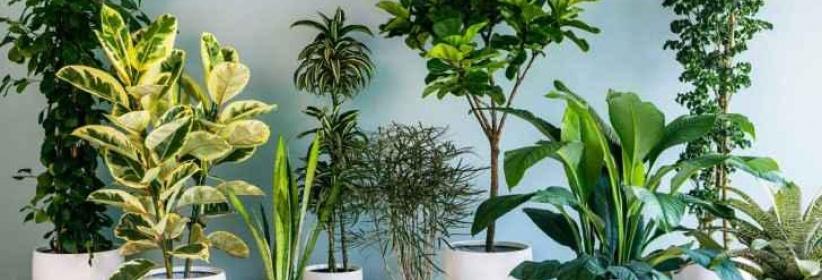 فيديو- نباتات المنزل مهمة لصحتك