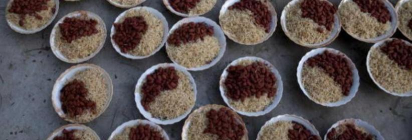 طبق واحد يكشف 