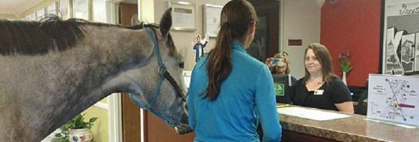 سيدة تحجز غرفة فندقية برفقة حصانها!