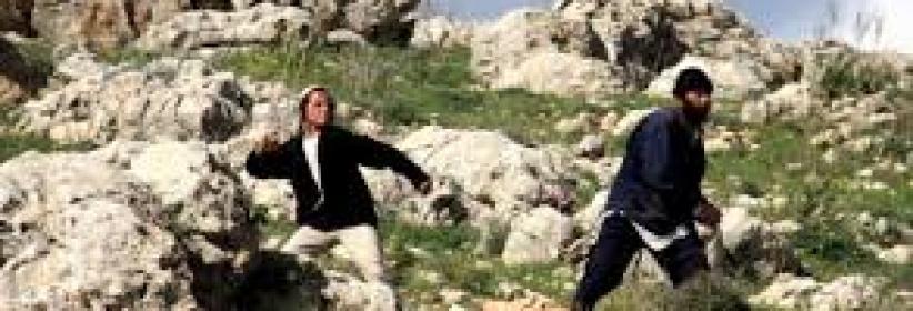 مستوطنون يسرقون ثمار مئات اشجار الزيتون شرق نابلس