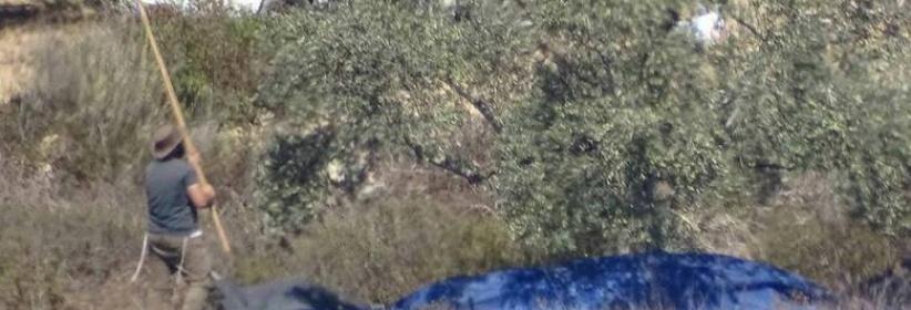 مستوطنون يسرقون ثمار زيتون من أراضي فرعتا وجيت شرق قلقيلية