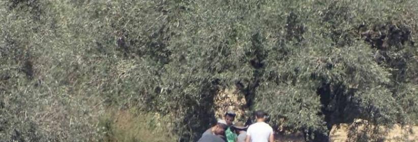 مستوطنون يسرقون ثمار الزيتون في قرى نابلس