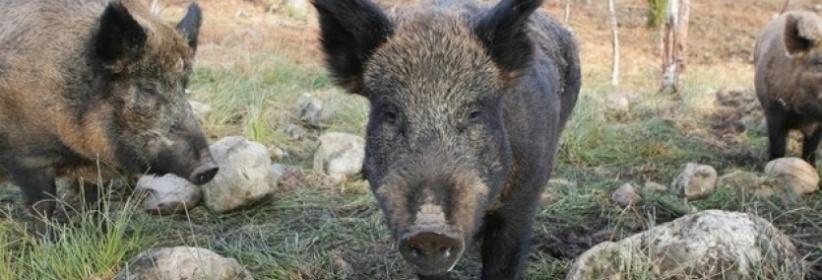 إصابة مواطن هاجمته الخنازير البرية في جنين