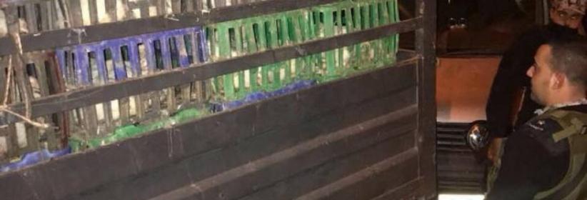ضبط طن ونص دجاج مهرب من إسرائيل بمحافظة الخليل
