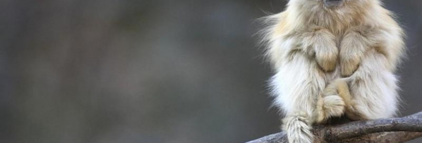 فنجان قهوة يدخل قرداً في غيبوبة