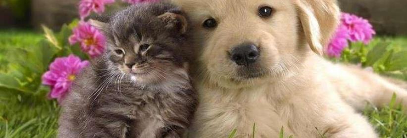 دراسة- الحيوانات الأليفة تقي الأطفال من بعض الأمراض