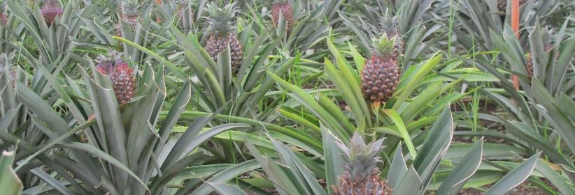 لأول مرة- نجاح تجربة زراعة الاناناس في قطاع غزة