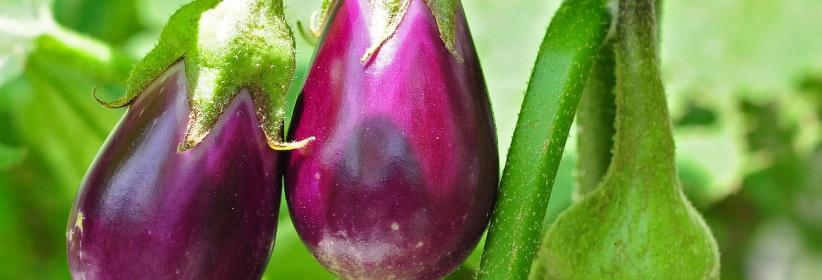 الباذنجان.. طعم شهي و8 فوائد مذهلة ستجعلك تتناوله يوميا
