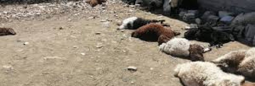 حريق يلتهم مزرعة للأغنام في السموع ويتسبب بنفوق عشرات الأغنام