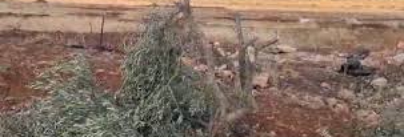 مستعمرون يقطعون 21 شجرة زيتون في المغير شرق رام الله