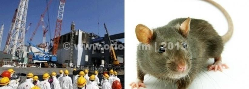 فأر يتسبب في انقطاع الكهرباء عن محطة نووية يابانية