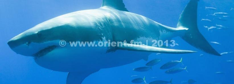 بالفيديو - لحظات مرعبة لزوجين أمام قرش جائع حاول التهامهما