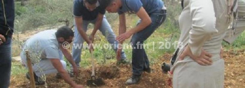 بيت جالا: زراعة اشجار في أرض مهددة بالمصادرة