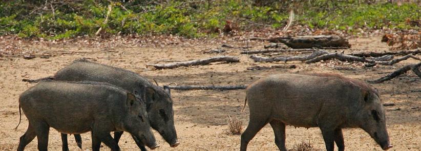 خنازير المستوطنات تتلف مزرعة خضروات جنوب نابلس