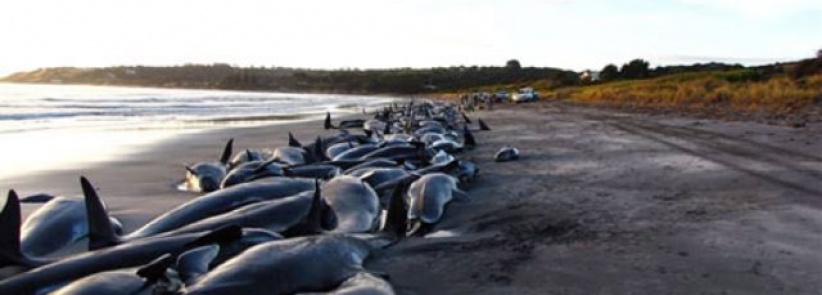 فيروس يقتل أكثر من 1000 دلفين على الساحل الشرقي الاميركي