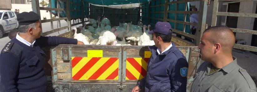 الشرطة تضبط 100 طير غير صالحة للإستهلاك في بيت لحم