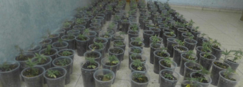 ضبط 183 شتلة ماريجوانا في قلقيلية