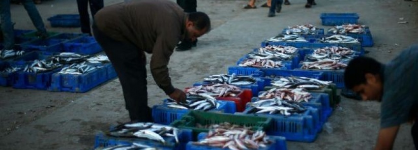 الاسماك تغزو أسواق غزة بعد انتهاء الحرب