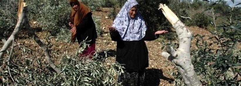 مستوطنون يقتلعون 800 شجرة زيتون شرق الخليل