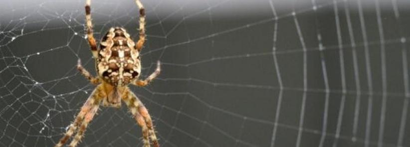 شبكة عنكبوت يمكنها التقاط طائرة أثناء سقوطها