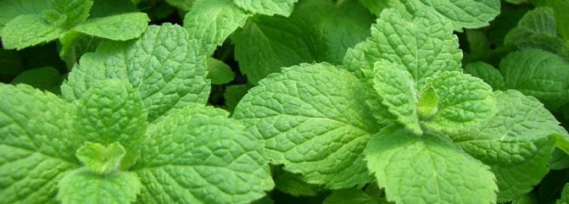 شمة من زيت النعناع يوميًا تريح أعصابك