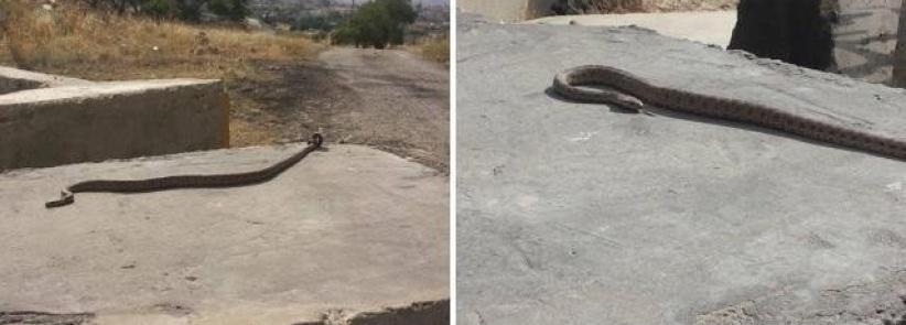 بالأفاعي والمرايا الحارقة يقاوم الفلسطينيون