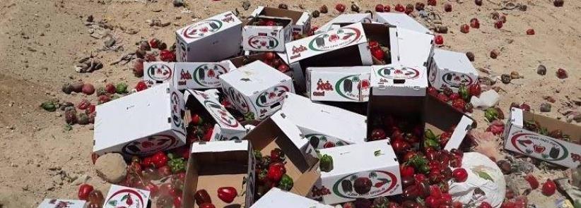 بالصور: اتلاف 714 كغم فلفل حلو مجهول المصدر في أريحا