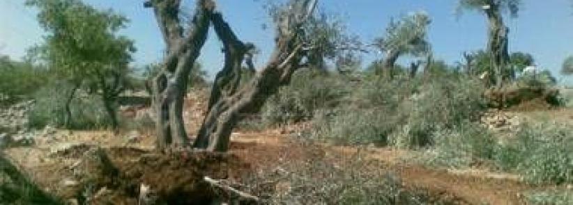 المستوطنون يجرفون أراض في قريوت جنوب نابلس