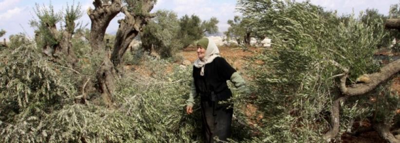مستوطنون يقطعون 70 شجرة زيتون شمال سلفيت